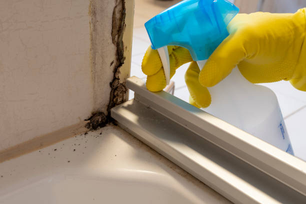 Professional Mold Removal in Guadalupe, CA